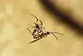 Zatypota albicoxa depositing egg on a spider