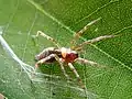 Agelena silvatica