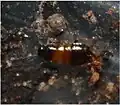A young nymph