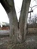 Unbuttressed bole