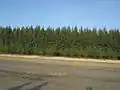 Trees in Parki Beach