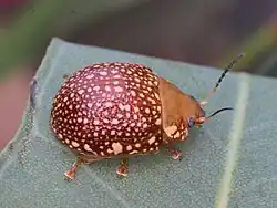 Paropsis ornata