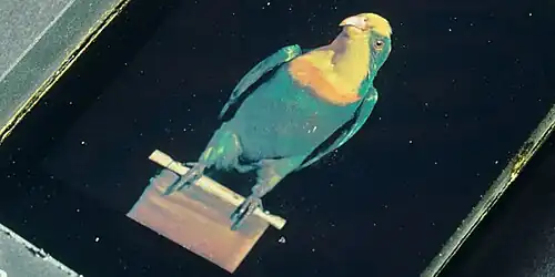 An 1899 interferential photograph of a stuffed parrot made by Richard Neuhauss&nbsp;[de]