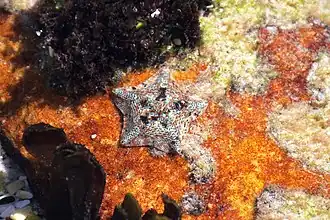 Parvulastra exigua