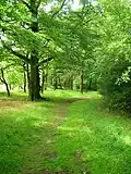 Hagg Wood