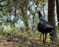 Peacock