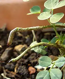 Peanut pegs penetrating the ground
