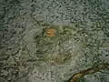 A dinosaur footprint.