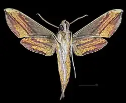 Male △ ventral