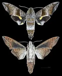 Perigonia lusca