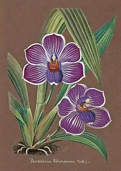 Pescatoria lehmannii (illustration)