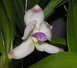Pescatoria wallisii