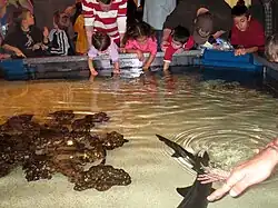 Touch pool