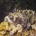 Masked puffer face detail