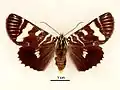 Female, dorsal view