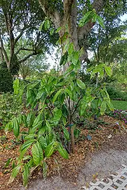Habit