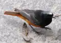 Levantine black redstart (P. o. semirufus)