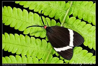 Pidorus atratus