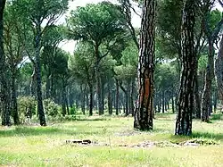 Pines