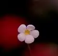 Frontal view of a P. filifolia flower