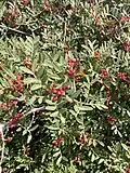 Pistacia terebinthus at Sounion
