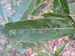 Phytoliriomyza pittosporophylli (Agromyzidae) galls in leaf of Pittosporum undulatum
