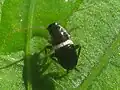 early instar nymph