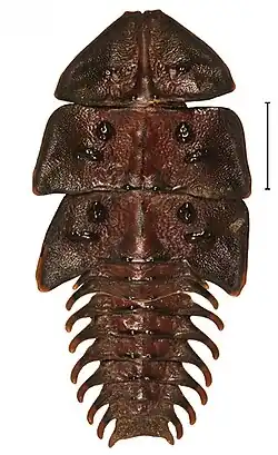 P. maninjauensis
