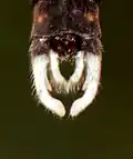 Terminal abdominal appendages of male