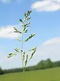 Smooth meadow-grass.
