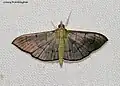 Poliobotys ablactalis
