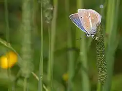 Male, underface