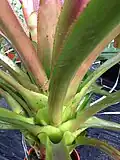 P. grandiflora foliage