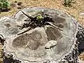 After tree was removed - New growth sprout, 2015
