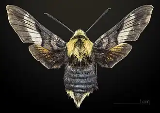 dorsal