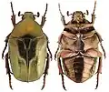 Protaetia fieberi