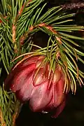 Protea nana cultivated at Betty's Bay, Western Cape, South Africa