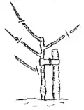 Two-year-old tree