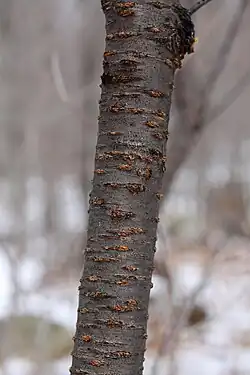 Mature trunk