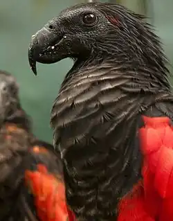 Upper body