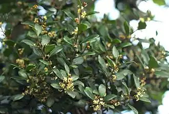 foliage and flowers