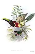 Illustration of P. b. sturmii by the same authors