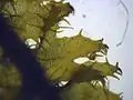 Magnified view of the stem of P.&nbsp;ciliare, showing the lateral leaves with deep lobing and marginal cilia.