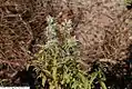 Pycnanthemum flexuosum