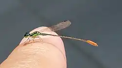 Male, Thailand