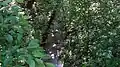 Pyl Brook