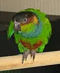 Blue-throated parakeet (Pyrrhura cruentata)