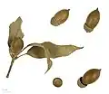 Dried leaves and acorns