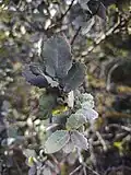 Quercus rotundifolia Lam, Tlemcen
