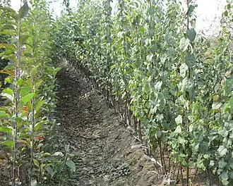 Quince nursery